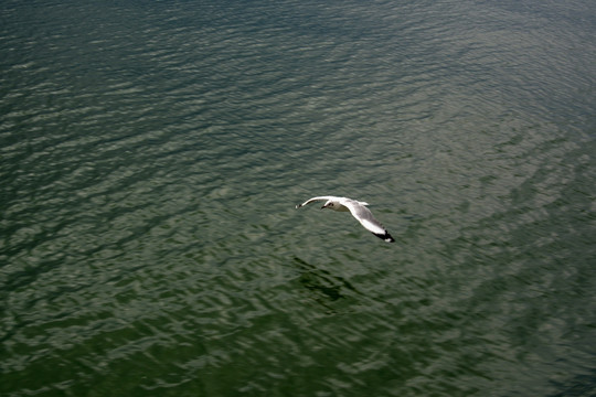 海鸥展翅 飞翔的海鸥