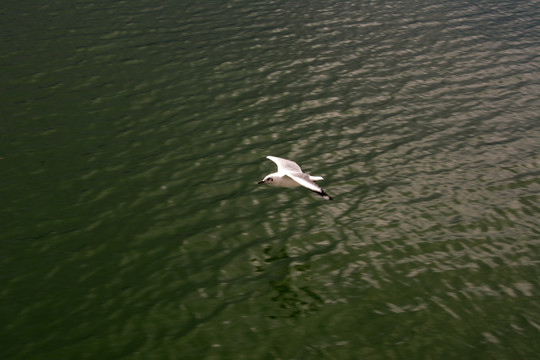水面 水波纹 海鸥 飞翔