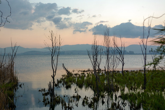 洱海湖边 清晨风景 湿地湖泊