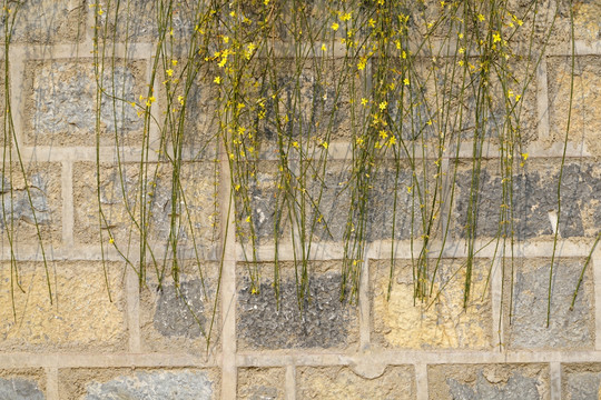 迎春花植物墙