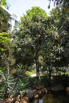 叠翠苑小区的枇杷树