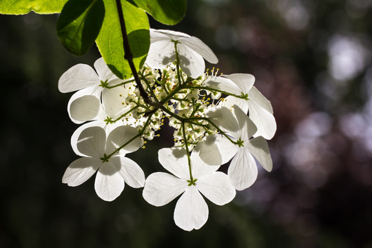 琼花