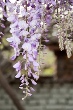 紫藤花开紫藤花特写