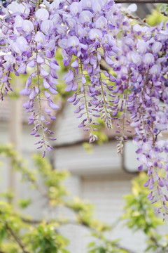 紫藤花开紫藤花特写