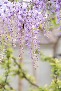 紫藤花开紫藤花特写