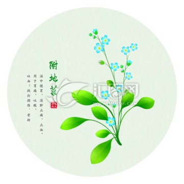 附地菜 手繪附地菜