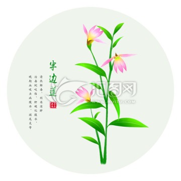 半邊蓮 手繪半邊蓮