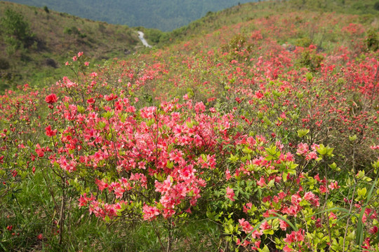 杜鹃花丛