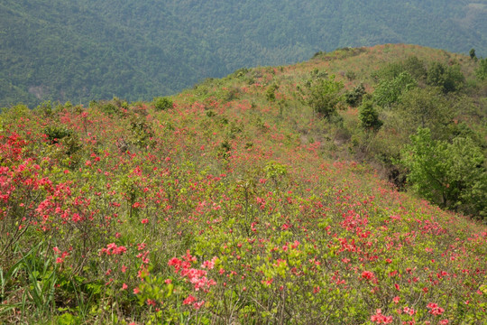 智仁乡太湖山杜鹃