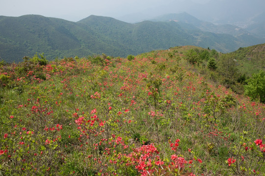 杜鹃花丛