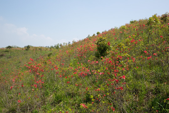 杜鹃花海