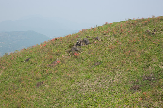 杜鹃山头