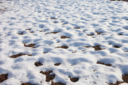 雪地