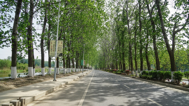 乡村公路 杨树