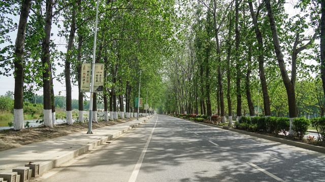 乡村公路 杨树