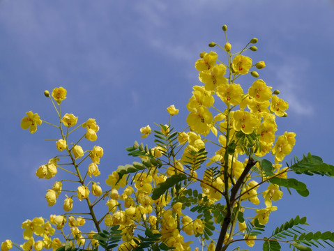 双荚决明花