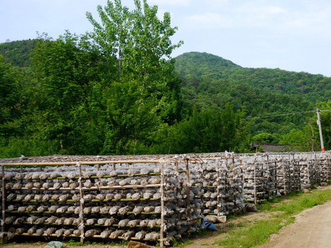 大山里的香菇培育基地