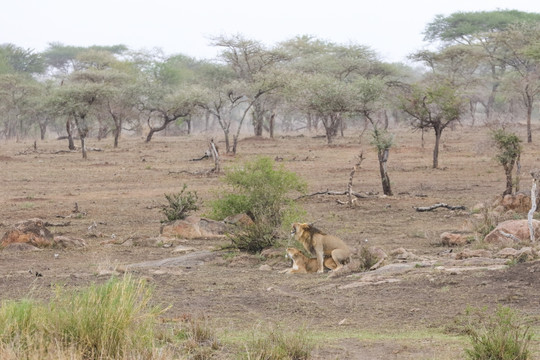 狮子 非洲狮子 野生狮子