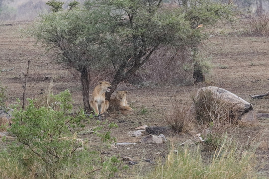 狮子 非洲狮子 野生狮子
