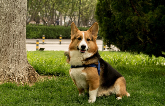 威尔士柯基犬