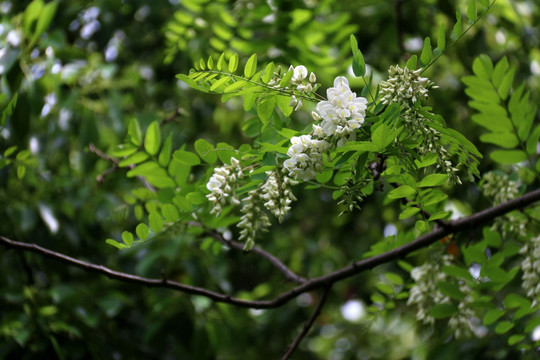 槐花