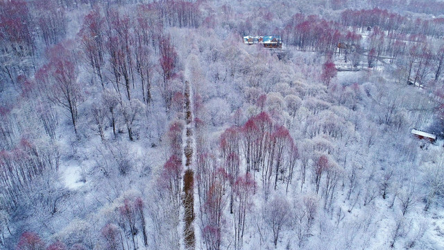 山路红柳雪景 航拍