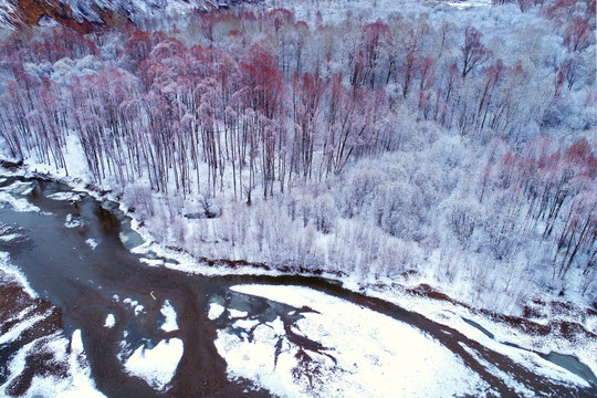 雪后河流红柳 航拍