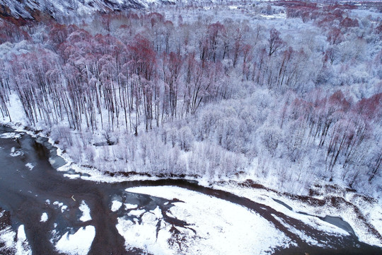 雪后河流红柳 航拍