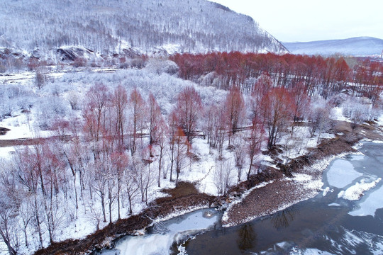 雪后河流红柳 航拍