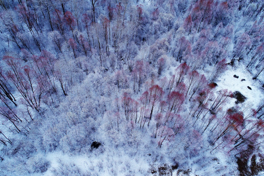 红柳雪景 航拍