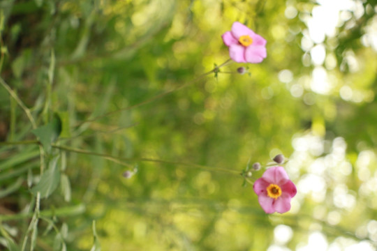 花奔