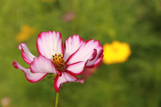 格桑花