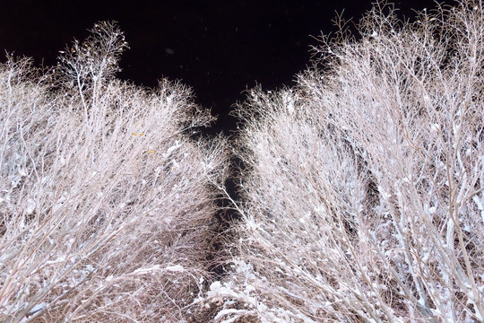 雪压树枝