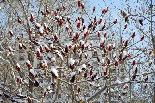 雪后大树 雪压枝条