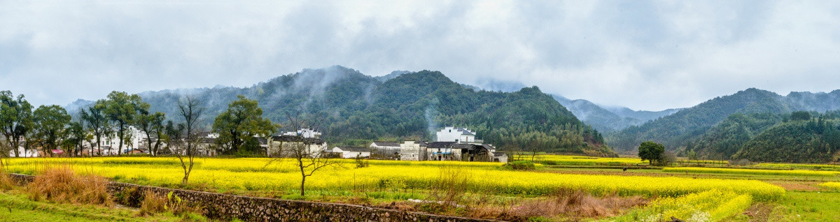 宽幅古村田野油菜花