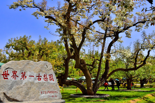 兰州什川古梨园