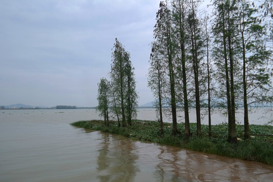 沙仔岛海边的杉树