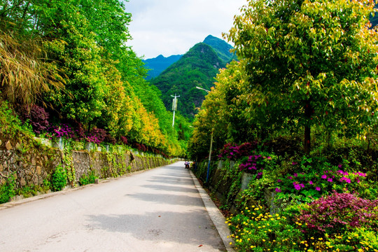 公路 绿树  鲜花