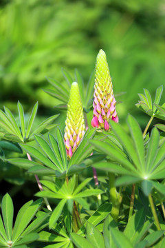 鲁冰花 花卉 园林 春天 自然