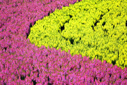 周浦花海 周浦 花海 彩虹花海