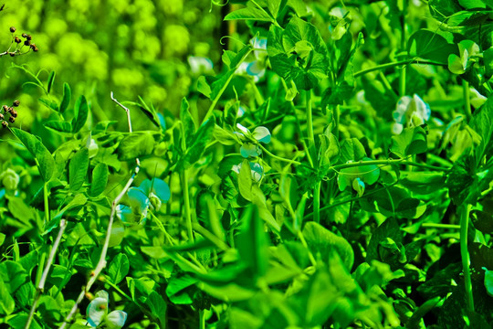 豌豆素材 豌豆植株