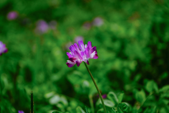 小野花 地里的蔬菜 农家采摘