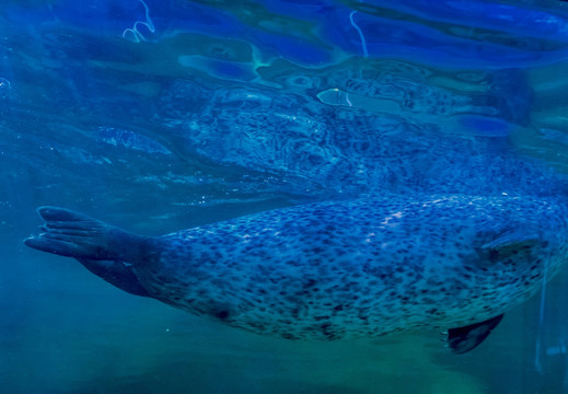 海底世界 海豹 海狮