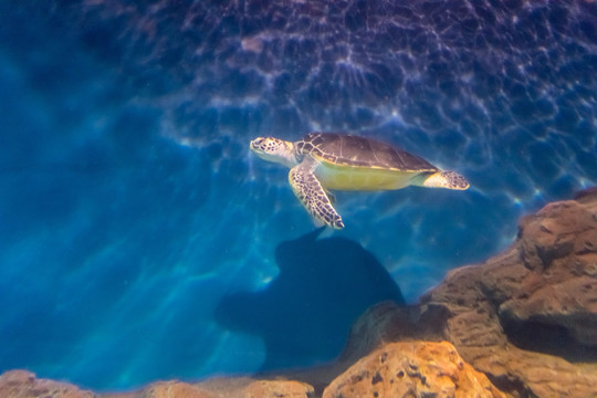 海底世界 海龟