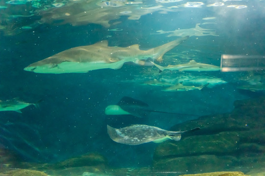 海洋公园海洋馆 大海大型鱼 水