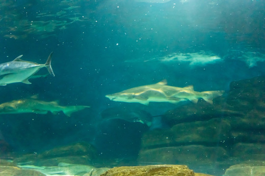 海洋公园海洋馆 海底世界大鲨鱼