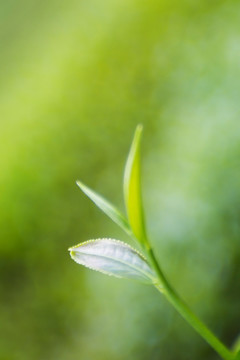 茶芽茶叶