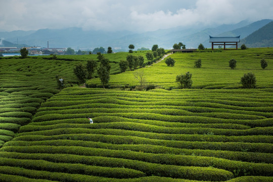 茶园风光