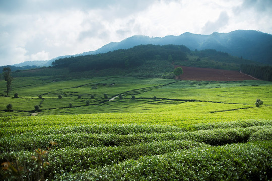 茶园茶山 光影