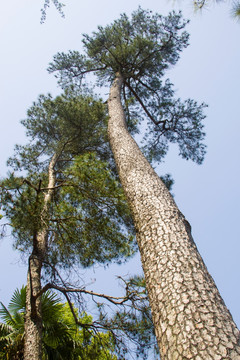 松树